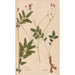 Ectypa vegetabilium Pl094 - Christian Gottlieb Ludwig — artwork view