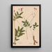 Ectypa vegetabilium Pl094 - Christian Gottlieb Ludwig — framed artwork on a wall