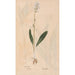 Reproduction of the painting Ectypa vegetabilium Pl095 - Christian Gottlieb Ludwig