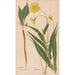 Ectypa vegetabilium Pl096 - Christian Gottlieb Ludwig — artwork view