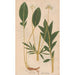 Ectypa vegetabilium Pl098 - Christian Gottlieb Ludwig — artwork view