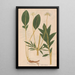 Ectypa vegetabilium Pl098 - Christian Gottlieb Ludwig — framed artwork on a wall