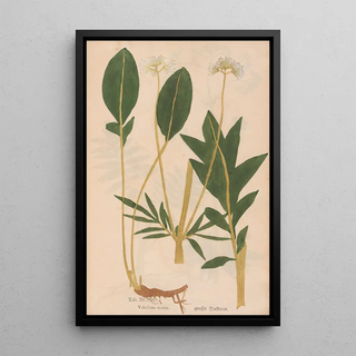 Christian Gottlieb Ludwig - Ectypa vegetabilium Pl098.webp