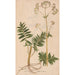 Reproduction of the painting Ectypa vegetabilium Pl099 - Christian Gottlieb Ludwig