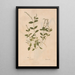 Reproduction of the painting Ectypa vegetabilium Pl100 - Christian Gottlieb Ludwig