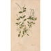 Reproduction of the painting Ectypa vegetabilium Pl100 - Christian Gottlieb Ludwig