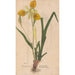Ectypa vegetabilium Pl101 - Christian Gottlieb Ludwig — artwork view