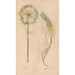 Reproduction of the painting Ectypa vegetabilium Pl102 - Christian Gottlieb Ludwig