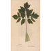 Ectypa vegetabilium Pl103 - Christian Gottlieb Ludwig — artwork view