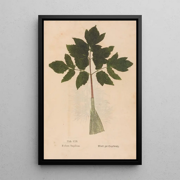 Ectypa vegetabilium Pl103 - Christian Gottlieb Ludwig — framed artwork on a wall