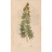 Ectypa vegetabilium Pl104 - Christian Gottlieb Ludwig — artwork view