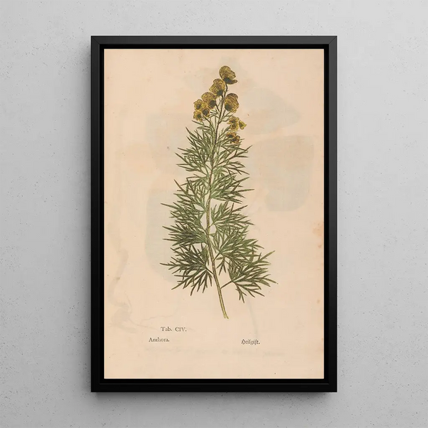 Ectypa vegetabilium Pl104 - Christian Gottlieb Ludwig — framed artwork on a wall