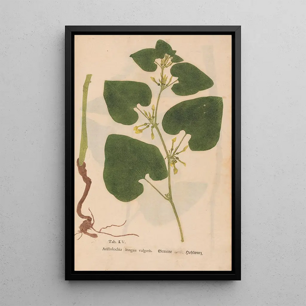 Reproduction of the painting Ectypa vegetabilium Pl105 - Christian Gottlieb Ludwig