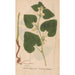 Reproduction of the painting Ectypa vegetabilium Pl105 - Christian Gottlieb Ludwig