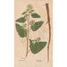 Ectypa vegetabilium Pl106 - Christian Gottlieb Ludwig — artwork view