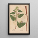 Ectypa vegetabilium Pl106 - Christian Gottlieb Ludwig — framed artwork on a wall