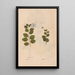 Reproduction of the painting Ectypa vegetabilium Pl107 - Christian Gottlieb Ludwig