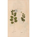 Reproduction of the painting Ectypa vegetabilium Pl107 - Christian Gottlieb Ludwig