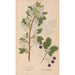 Ectypa vegetabilium Pl108 - Christian Gottlieb Ludwig — artwork view