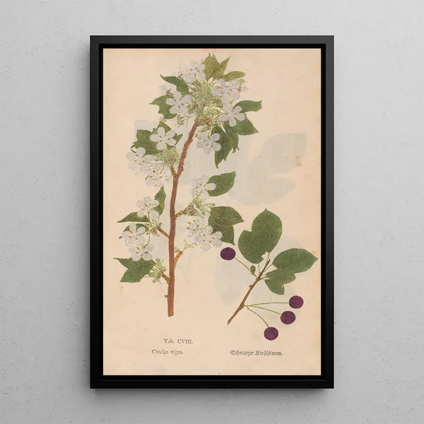 Ectypa vegetabilium Pl108 - Christian Gottlieb Ludwig — framed artwork on a wall