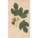 Reproduction of the painting Ectypa vegetabilium Pl109 - Christian Gottlieb Ludwig
