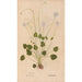 Ectypa vegetabilium Pl110 - Christian Gottlieb Ludwig — artwork view