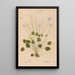 Ectypa vegetabilium Pl110 - Christian Gottlieb Ludwig — framed artwork on a wall