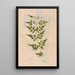 Reproduction of the painting Ectypa vegetabilium Pl111 - Christian Gottlieb Ludwig