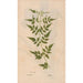 Reproduction of the painting Ectypa vegetabilium Pl111 - Christian Gottlieb Ludwig