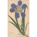 Ectypa vegetabilium Pl112 - Christian Gottlieb Ludwig — artwork view