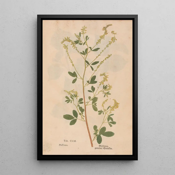 Reproduction of the painting Ectypa vegetabilium Pl113 - Christian Gottlieb Ludwig