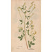 Reproduction of the painting Ectypa vegetabilium Pl113 - Christian Gottlieb Ludwig
