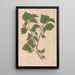 Reproduction of the painting Ectypa vegetabilium Pl114 - Christian Gottlieb Ludwig