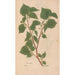 Reproduction of the painting Ectypa vegetabilium Pl114 - Christian Gottlieb Ludwig