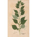 Ectypa vegetabilium Pl115 - Christian Gottlieb Ludwig — artwork view