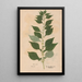 Ectypa vegetabilium Pl115 - Christian Gottlieb Ludwig — framed artwork on a wall