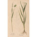 Ectypa vegetabilium Pl117 - Christian Gottlieb Ludwig — artwork view