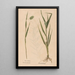 Ectypa vegetabilium Pl117 - Christian Gottlieb Ludwig — framed artwork on a wall