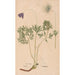 Ectypa vegetabilium Pl119 - Christian Gottlieb Ludwig — artwork view