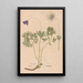Ectypa vegetabilium Pl119 - Christian Gottlieb Ludwig — framed artwork on a wall