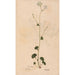 Ectypa vegetabilium Pl120 - Christian Gottlieb Ludwig — artwork view