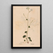 Ectypa vegetabilium Pl120 - Christian Gottlieb Ludwig — framed artwork on a wall