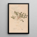 Reproduction of the painting Ectypa vegetabilium Pl121 - Christian Gottlieb Ludwig
