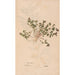 Reproduction of the painting Ectypa vegetabilium Pl121 - Christian Gottlieb Ludwig
