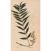 Ectypa vegetabilium Pl122 - Christian Gottlieb Ludwig — artwork view