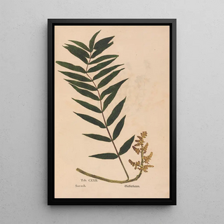 Christian Gottlieb Ludwig - Ectypa vegetabilium Pl122.webp