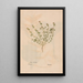 Reproduction of the painting Ectypa vegetabilium Pl123 - Christian Gottlieb Ludwig