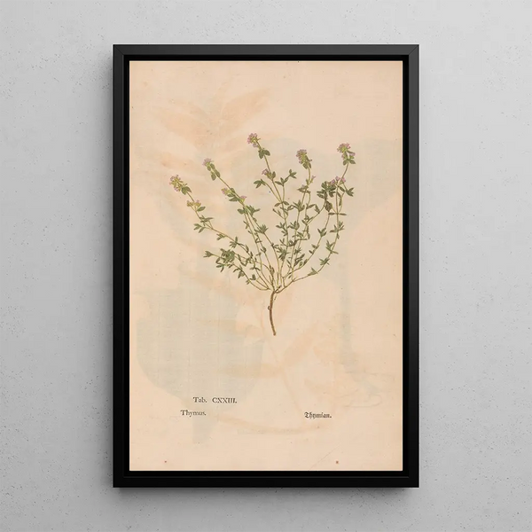Reproduction of the painting Ectypa vegetabilium Pl123 - Christian Gottlieb Ludwig