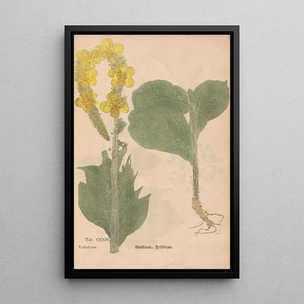 Reproduction of the painting Ectypa vegetabilium Pl124 - Christian Gottlieb Ludwig