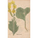 Reproduction of the painting Ectypa vegetabilium Pl124 - Christian Gottlieb Ludwig